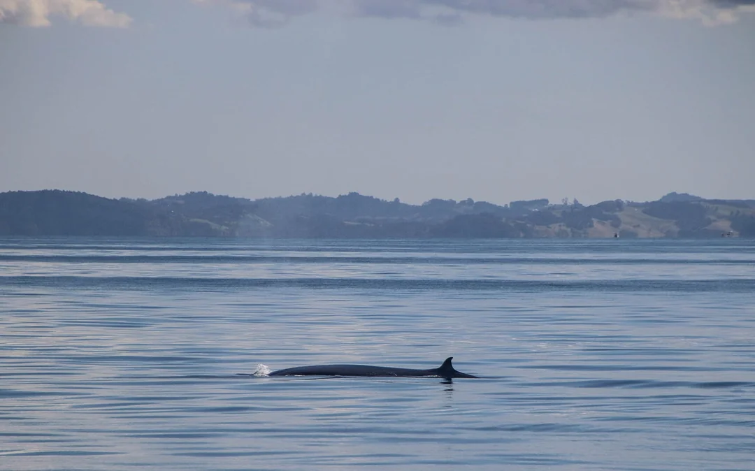 From Auckland: Half-Day Whale & Dolphin Safari Cruise Image 3