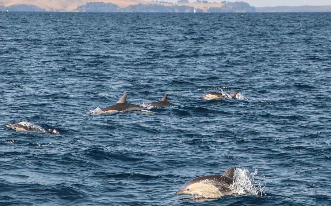From Auckland: Half-Day Whale & Dolphin Safari Cruise  Image 4