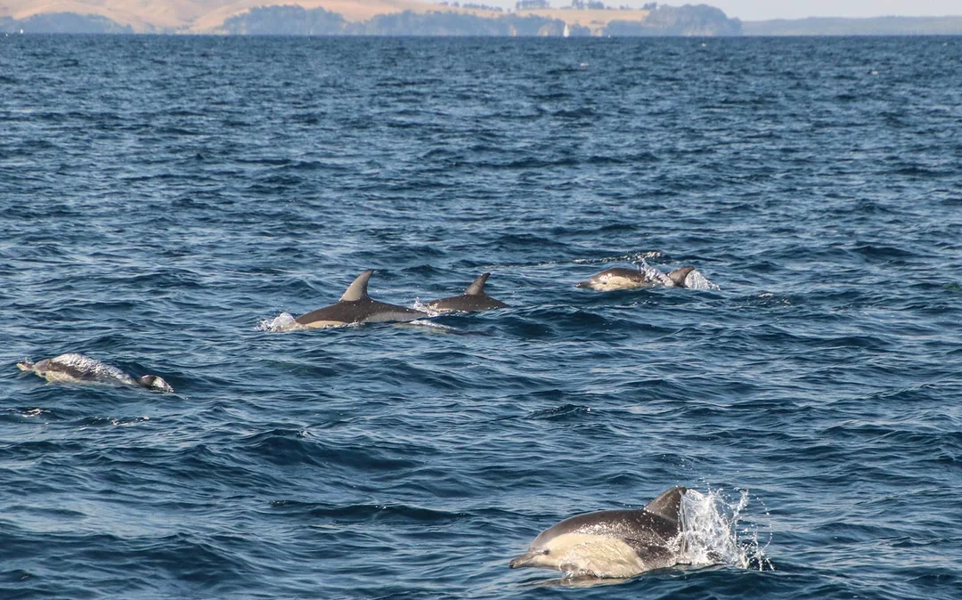From Auckland: Half-Day Whale & Dolphin Safari Cruise  Image 4