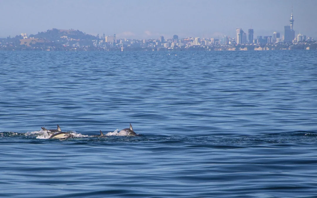 From Auckland: Half-Day Whale & Dolphin Safari Cruise  Image 5