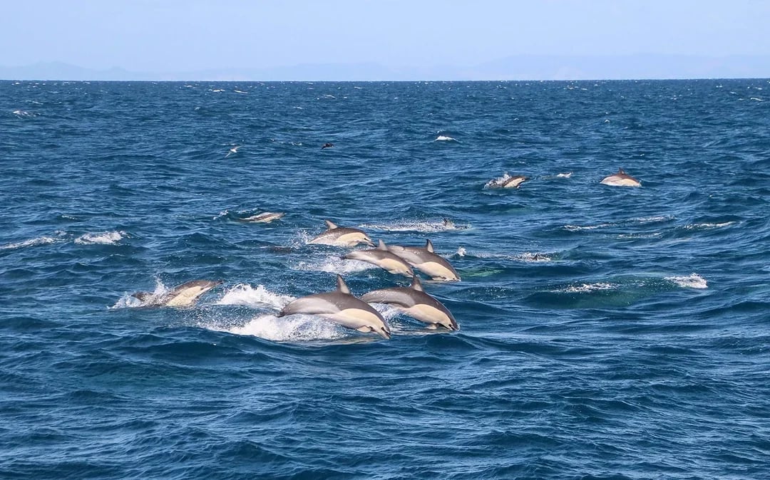 From Auckland: Half-Day Whale & Dolphin Safari Cruise  Image 6