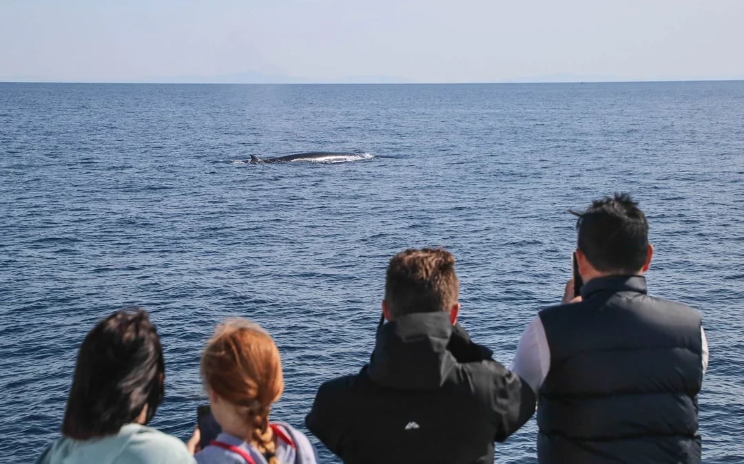 From Auckland: Half-Day Whale & Dolphin Safari Cruise  Image 7