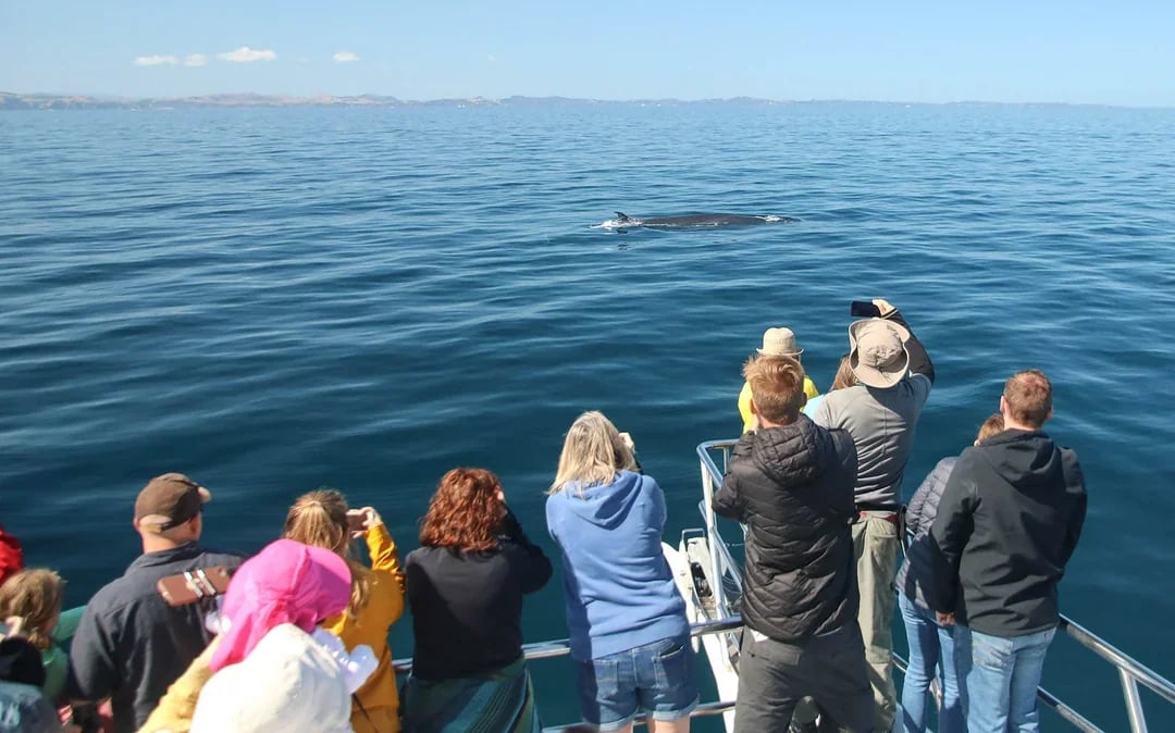 From Auckland: Half-Day Whale & Dolphin Safari Cruise  Image 8
