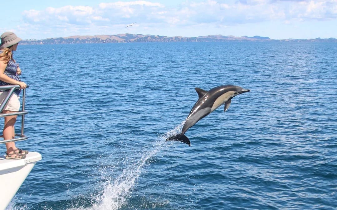 From Auckland: Half-Day Whale & Dolphin Safari Cruise  Image 9