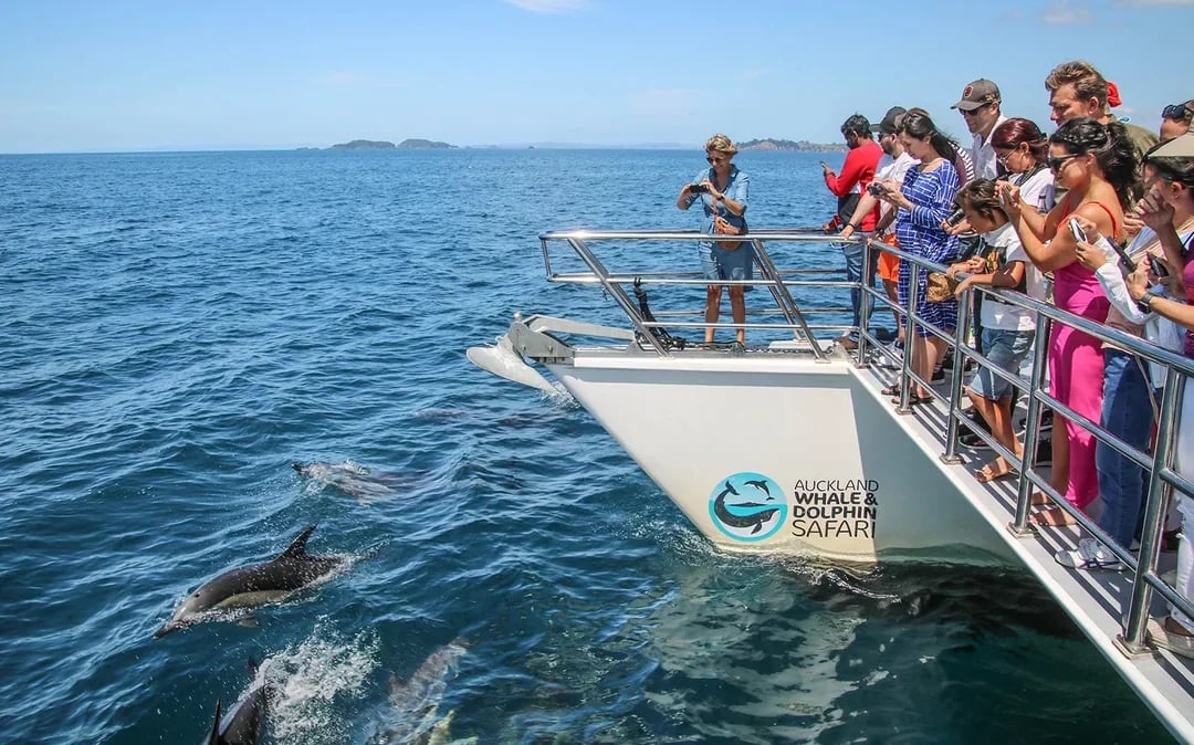 From Auckland: Half-Day Whale & Dolphin Safari Cruise  Image 10