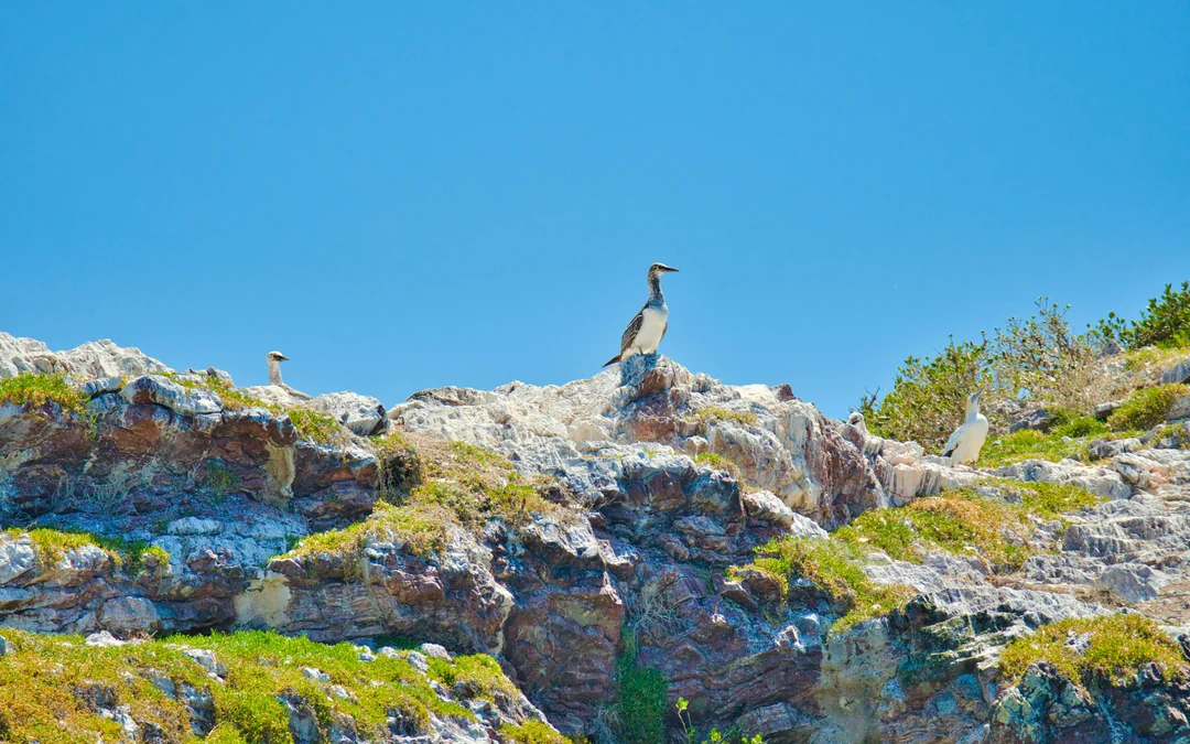 From Auckland: Tikapa Moana Whales, Dolphins & Islands Cruise Image 12