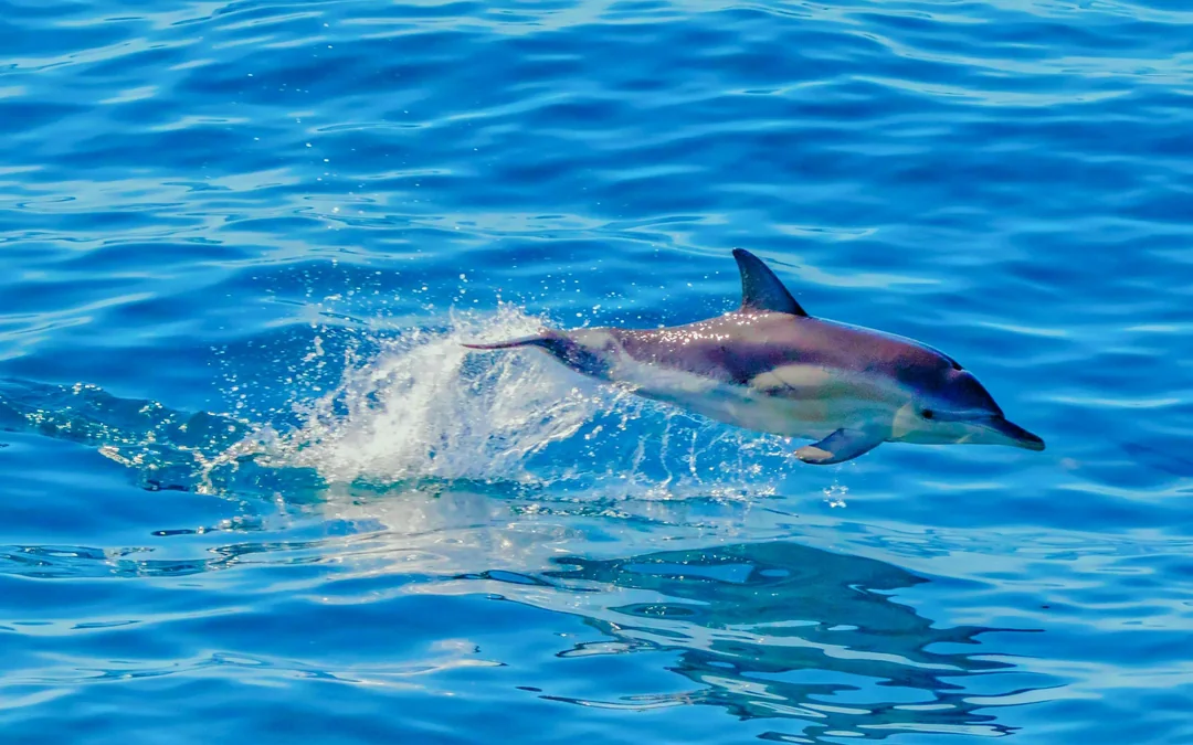 From Auckland: Tikapa Moana Whales, Dolphins & Islands Cruise Image 3