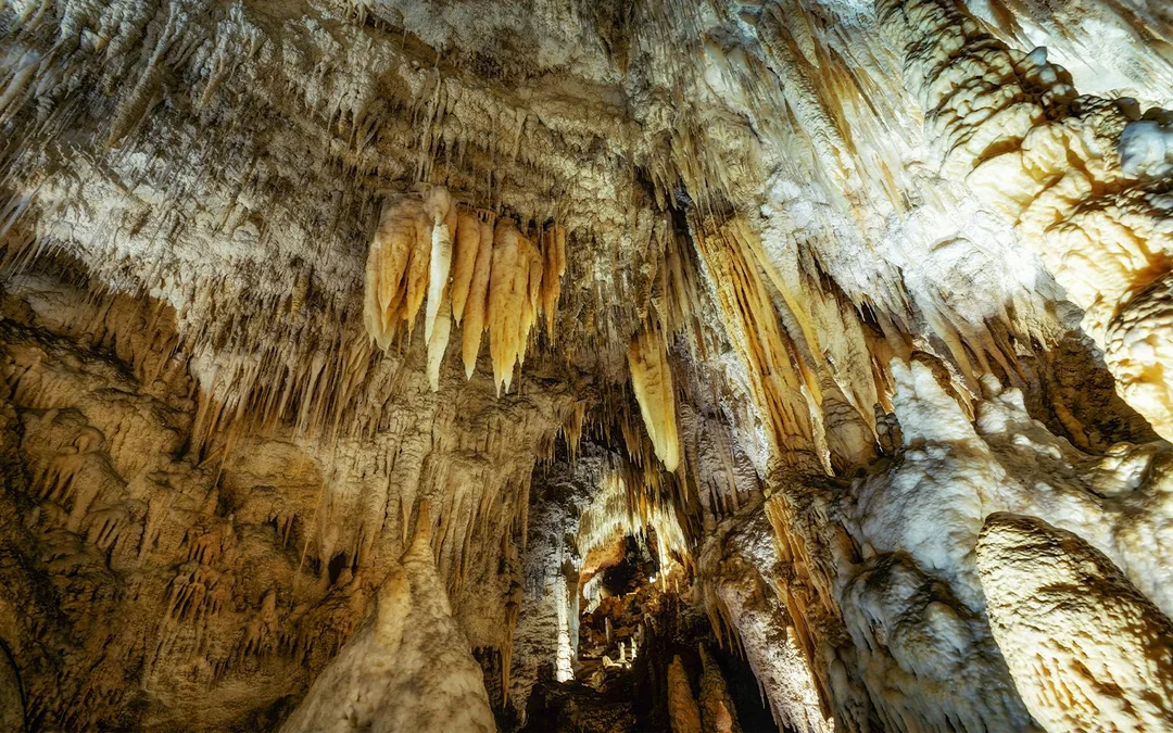 From Auckland: Waitomo Caves, Rotorua & Te Puia Guided Tour Image 12