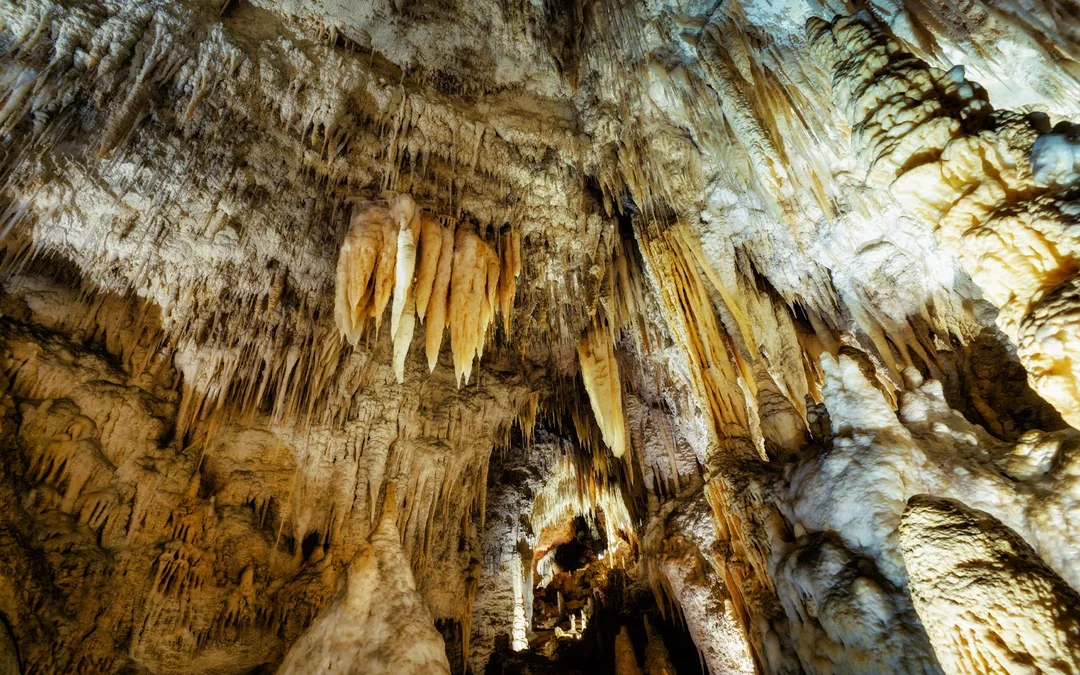 From Auckland: Waitomo Glowworm Caves Guided Tour Image 5
