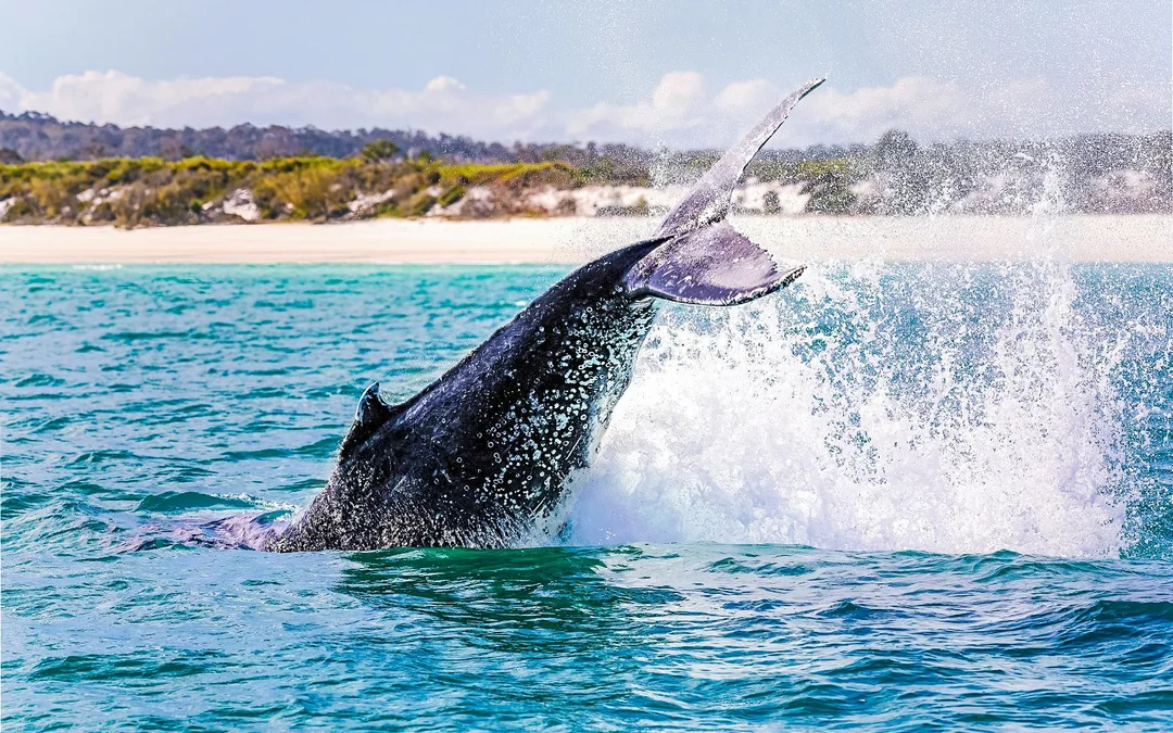 From Augusta: Whale Watching Cruise Image 2