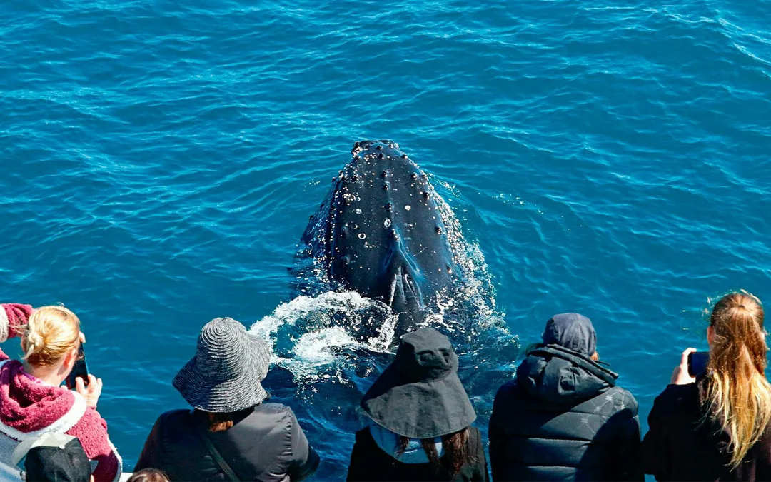 From Augusta: Whale Watching Cruise Image 3