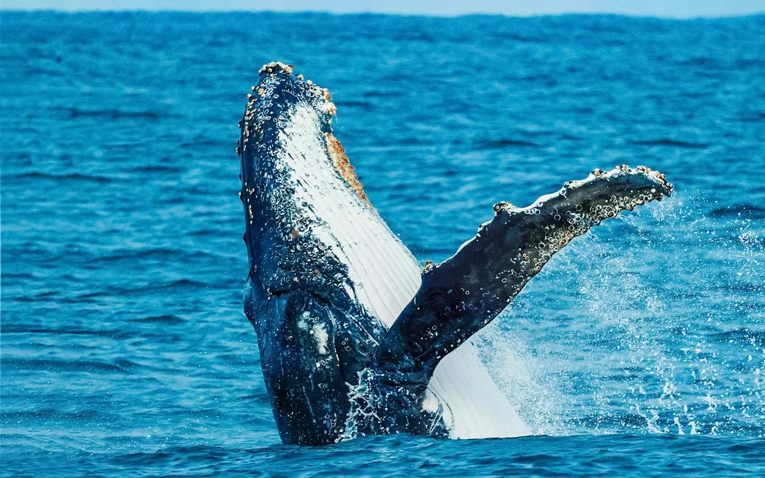 From Augusta: Whale Watching Cruise Image 4