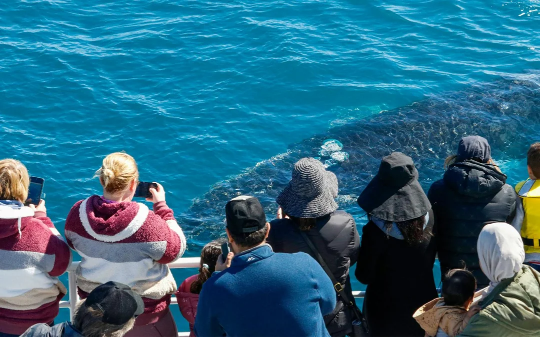 From Augusta: Whale Watching Cruise Image 5