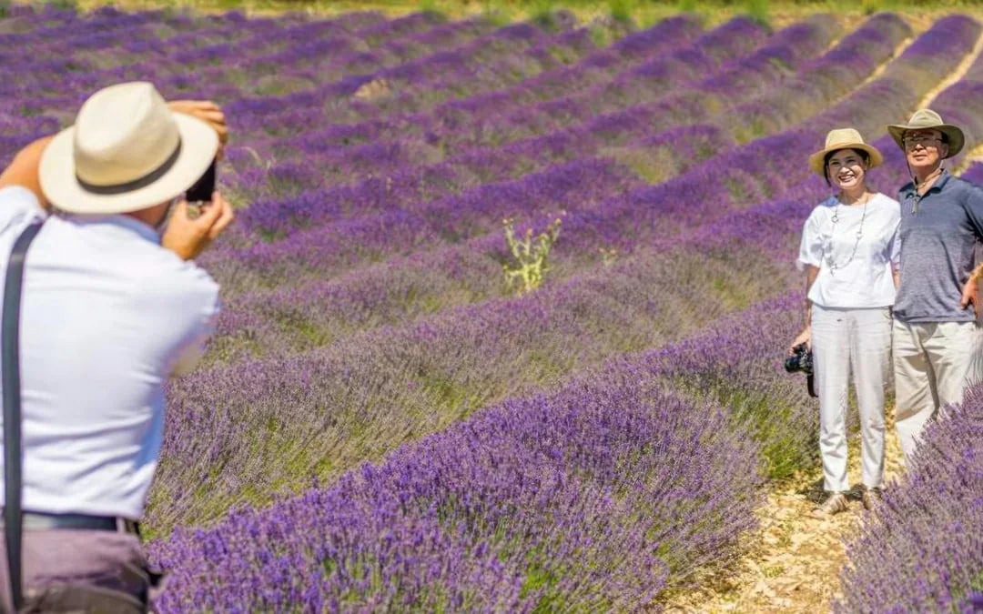From Avignon: Lavender Fields Full-Day Tour Image 6
