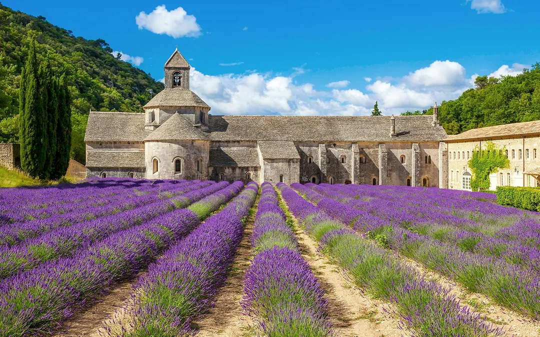 From Avignon: Lavender Fields Half-Day Tour Image 3