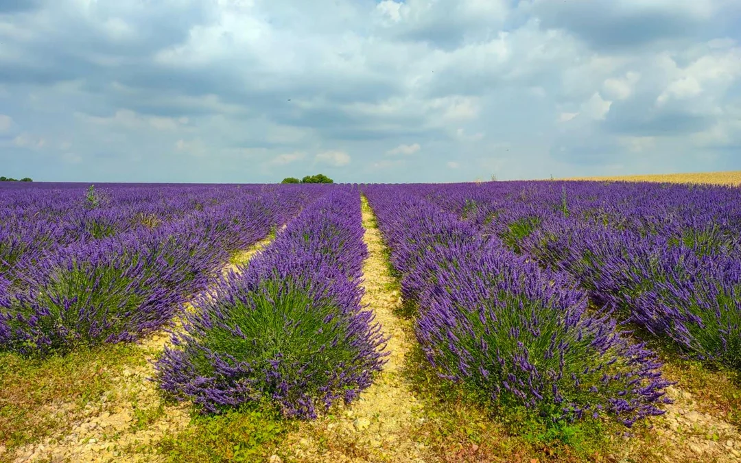 From Avignon: Lavender Fields Half-Day Tour Image 4