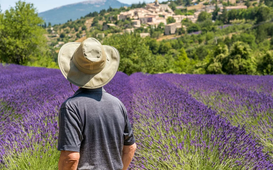 From Avignon: Lavender Fields Tour Image 2