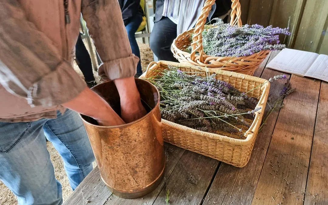 From Avignon: Lavender Fields Tour Image 4