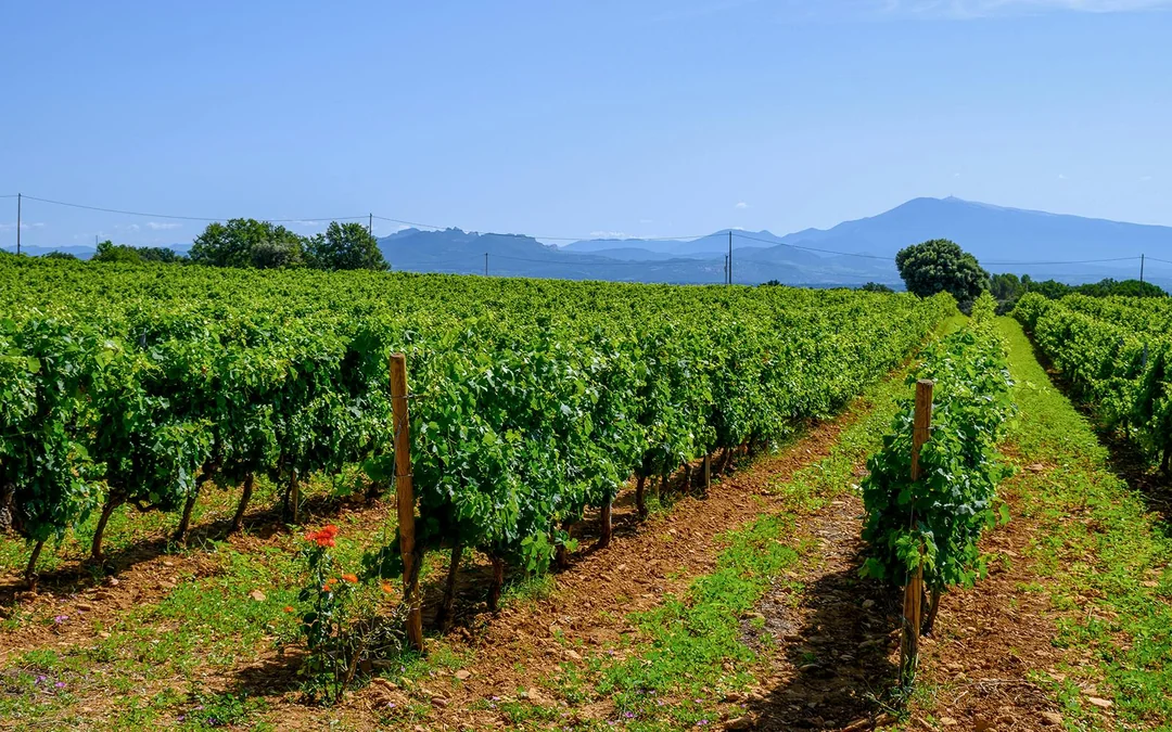 From Avignon: Wine Tour to Châteauneuf-du-Pape Image 7