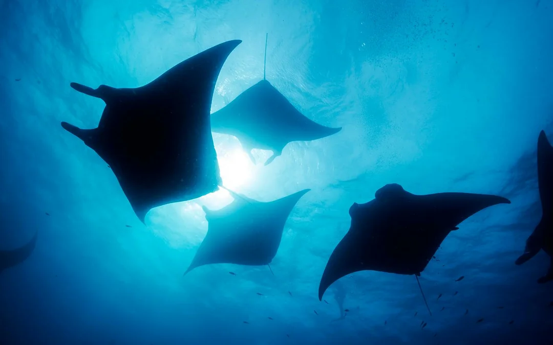 From Bali: Snorkelling with Manta Rays & Nusa Lembongan Day Tour Image 8