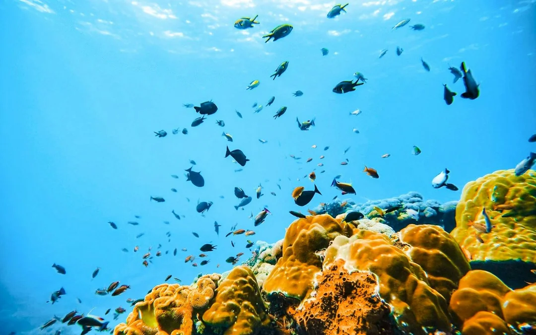 From Bali: Snorkelling with Manta Rays & Nusa Penida Day Tour Image 12