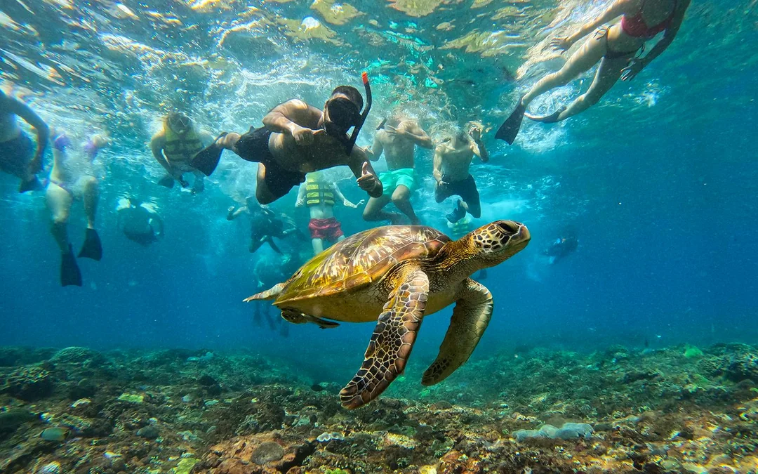 From Bali: Snorkelling with Manta Rays
 Image 4