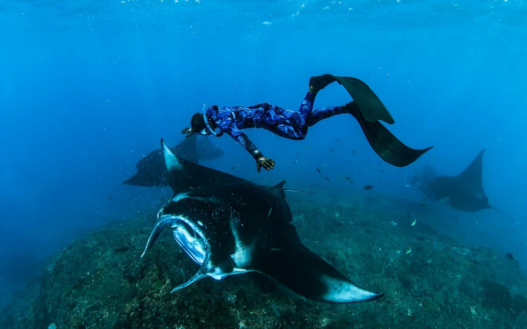 From Bali: Snorkelling with Manta Rays
 Image 5