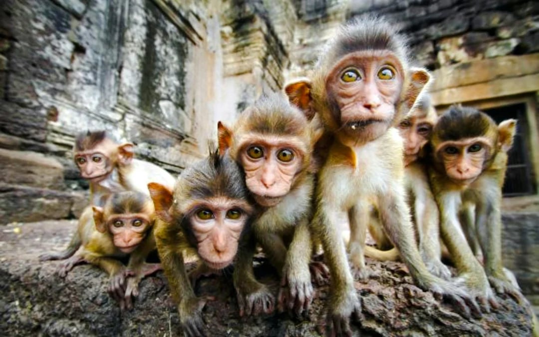 From Bangkok: Ayutthaya Historical Park & Lopburi Monkey Temple Private Day Trip Image 6