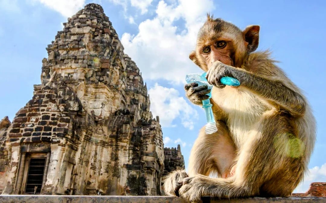 From Bangkok: Ayutthaya Historical Park & Lopburi Monkey Temple Private Day Trip Image 7