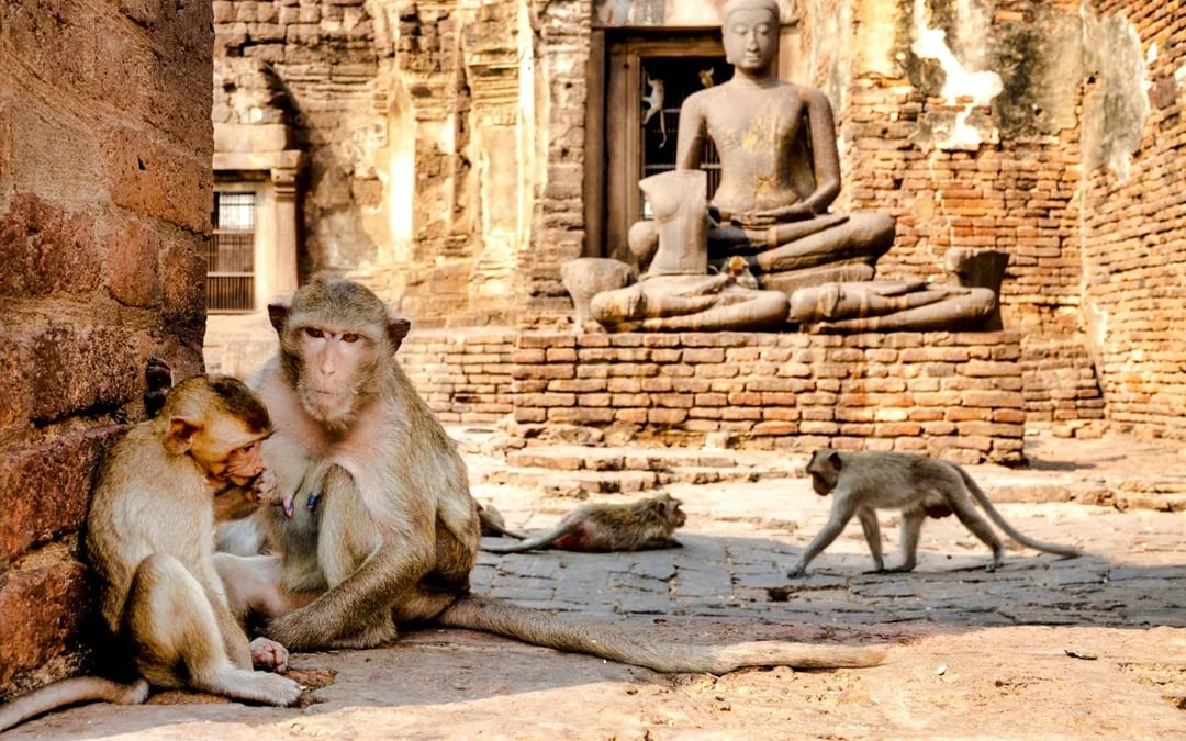 From Bangkok: Ayutthaya Historical Park and Lopburi Monkey Temple Small-Group Tour Image 6