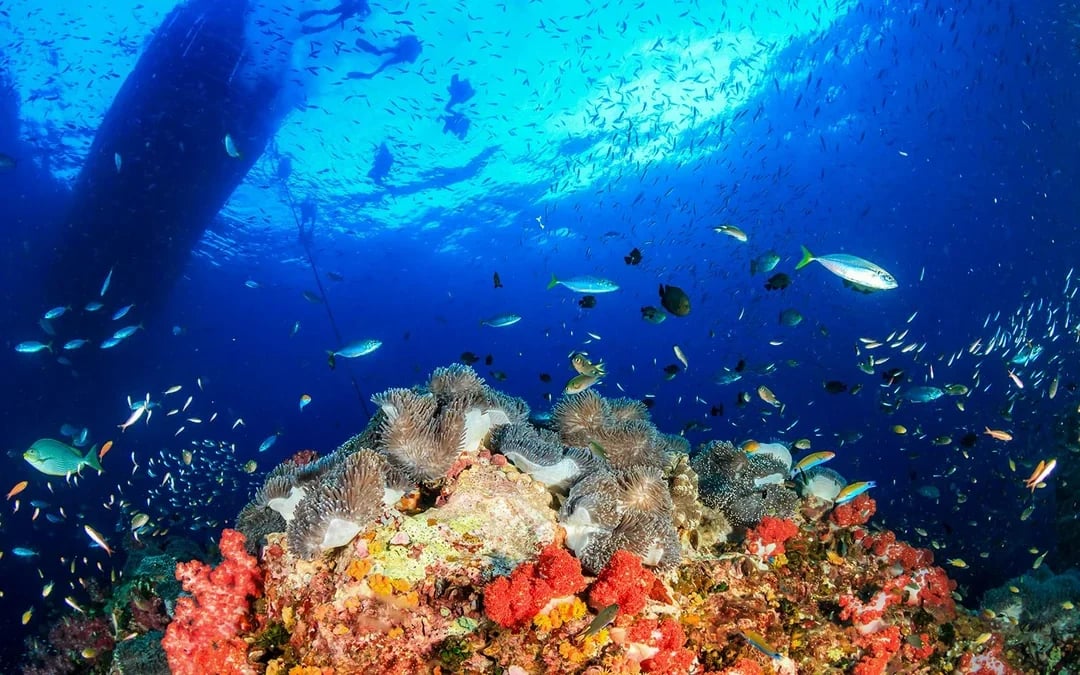 From Bangkok: Nemo Island Guided Tour with Lunch Image 8