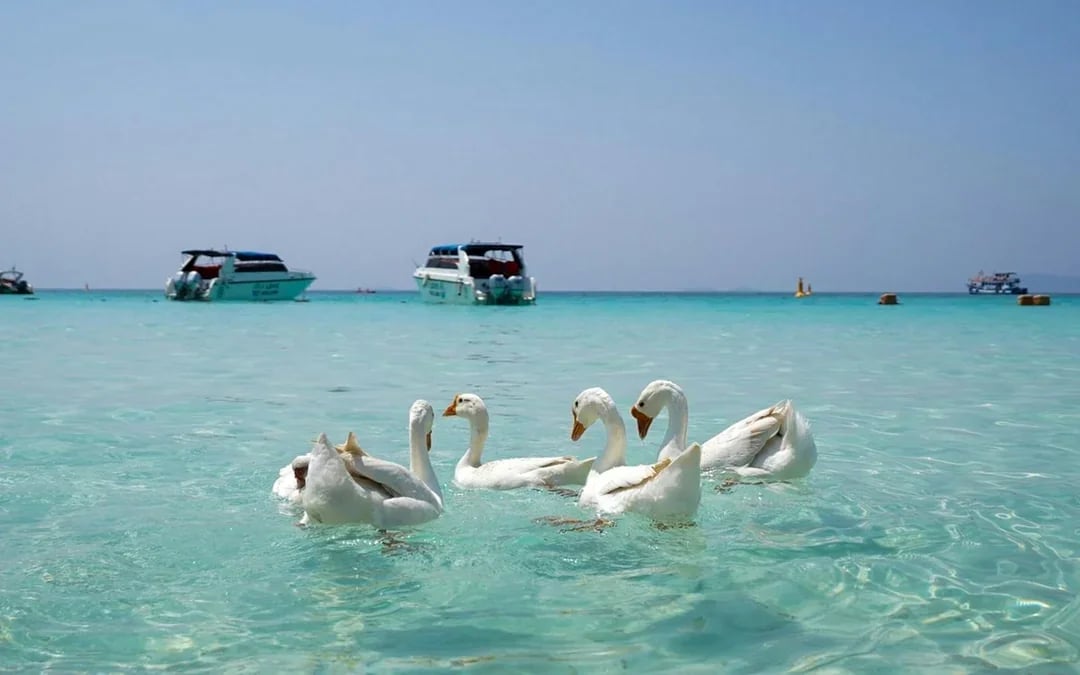 From Bangkok: Pattaya Island Day Trip with Beach Activities & Drone Photos Image 8