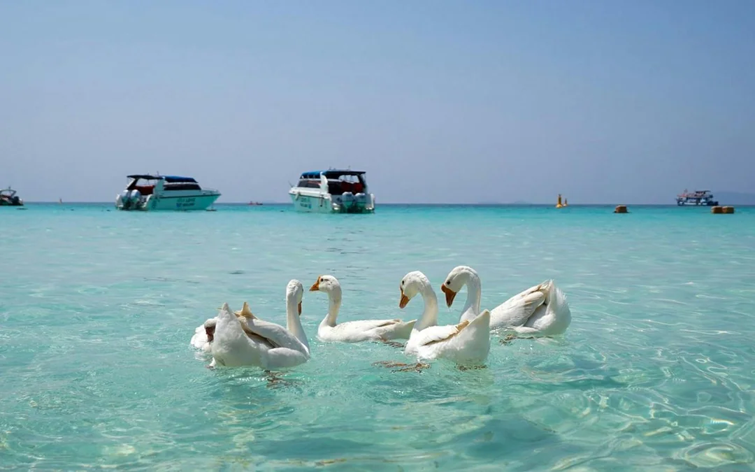 From Bangkok: Pattaya Island Day Trip with Beach Activities & Drone Photos Image 8