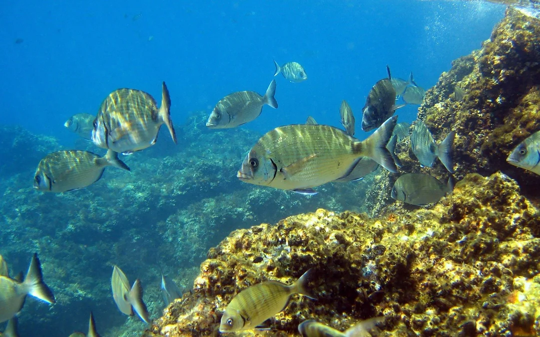 From Barcelona: Costa Brava Day Trip with Kayak, Snorkel, Cliff Jump & Lunch Image 5
