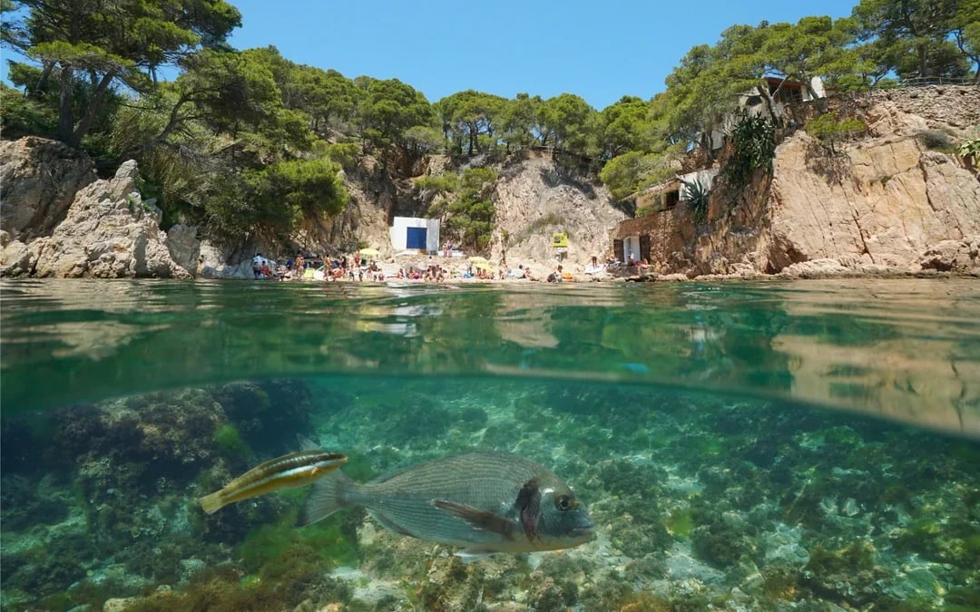 From Barcelona: Costa Brava Day Trip with Kayak, Snorkel, Cliff Jump & Lunch Image 7