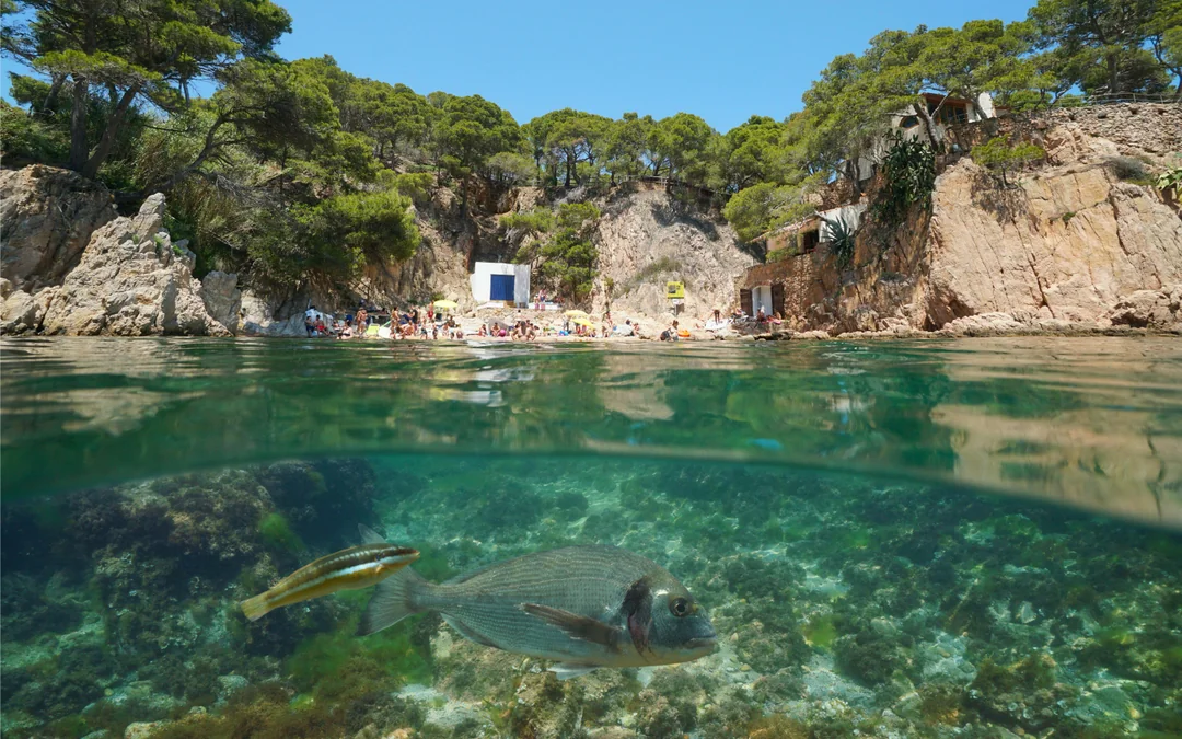 From Barcelona: Costa Brava Day Trip with Kayak, Snorkel, Cliff Jump & Lunch Image 7