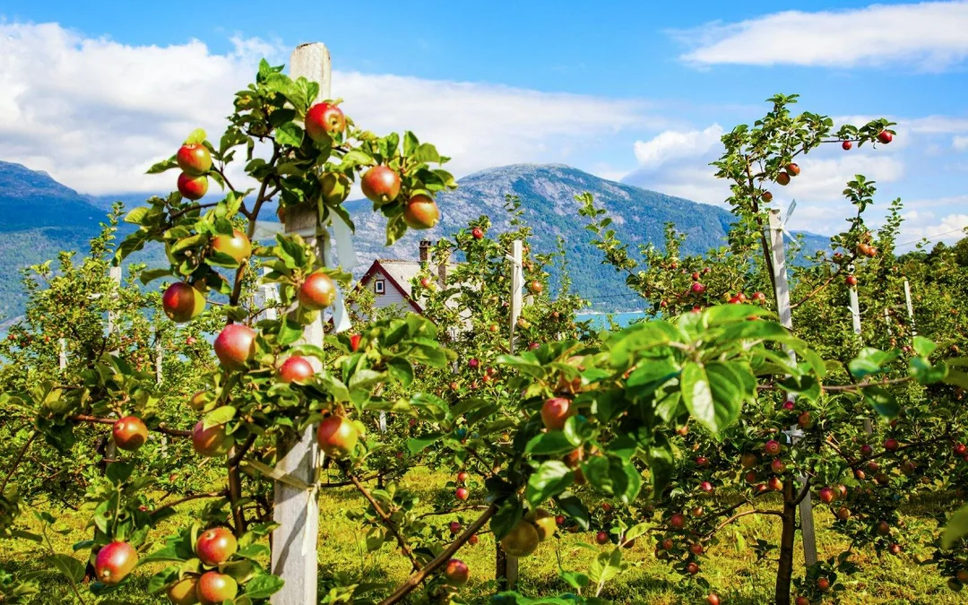 From Bergen: Hardangerfjord, Waterfalls, Culture & Apple Pie Image 5