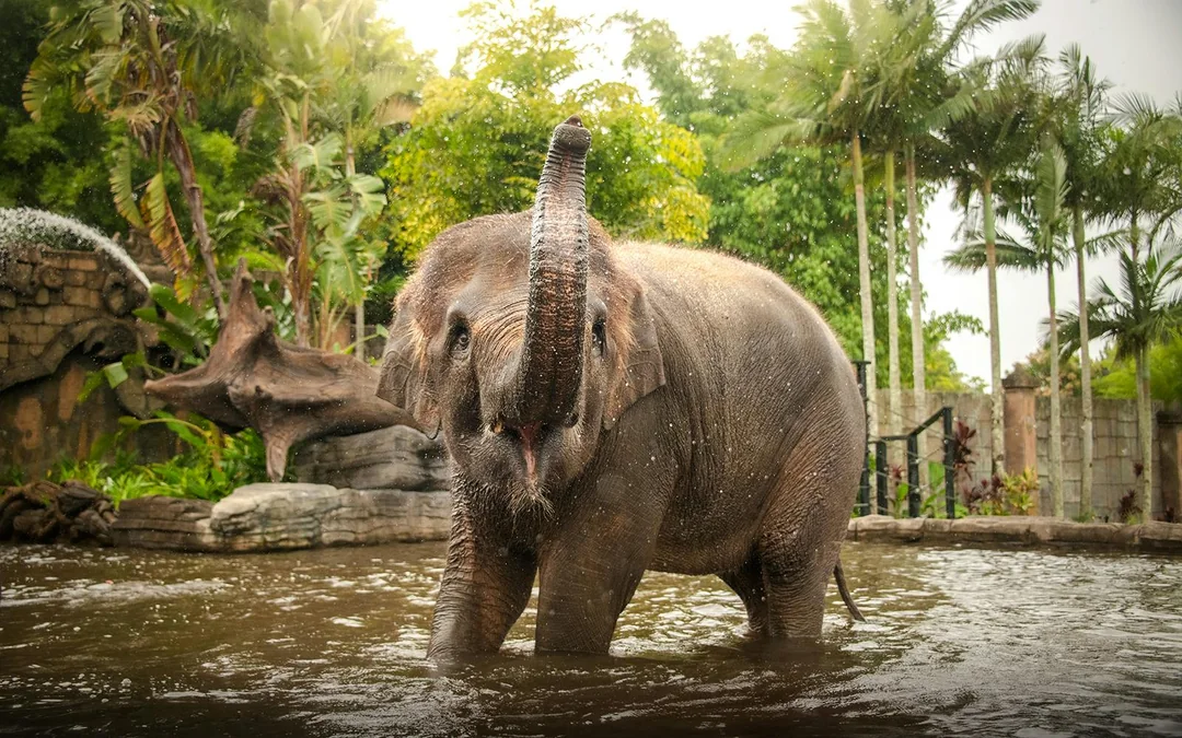 From Brisbane: Australia Zoo, Mooloolaba Beach & Surf Club Tour with Lunch & Drinks Image 2
