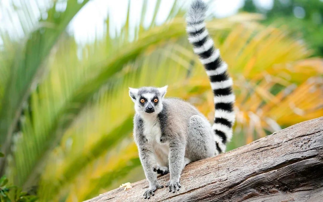 From Brisbane: Australia Zoo, Mooloolaba Beach & Surf Club Tour with Lunch & Drinks Image 8