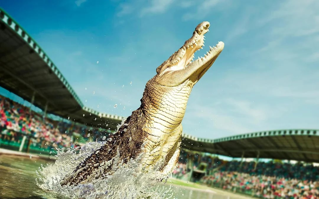 From Brisbane: Australia Zoo, Mooloolaba Beach & Surf Club Tour with Lunch & Drinks Image 9