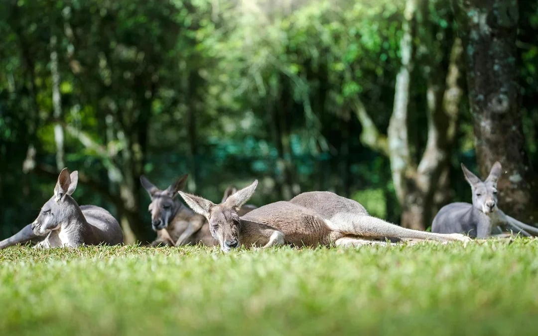 From Brisbane: Australia Zoo, Mooloolaba Beach & Surf Club Tour with Lunch & Drinks Image 10