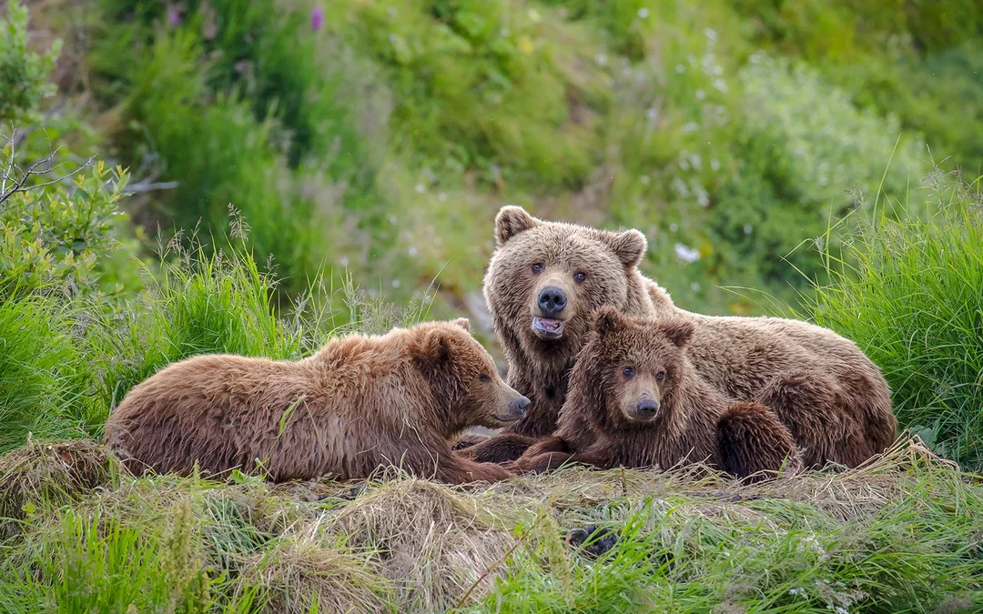 From Bucharest: Bear Sanctuary, Bran Castle & Brasov Day Tour Image 1