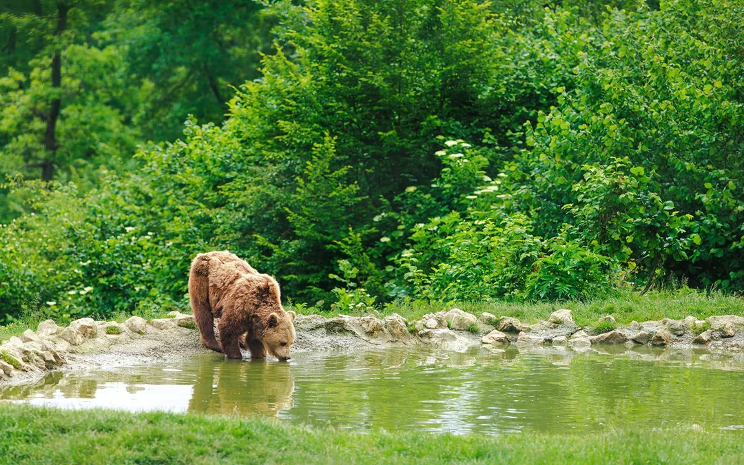 From Bucharest: Bear Sanctuary, Bran Castle & Brasov Day Tour Image 2