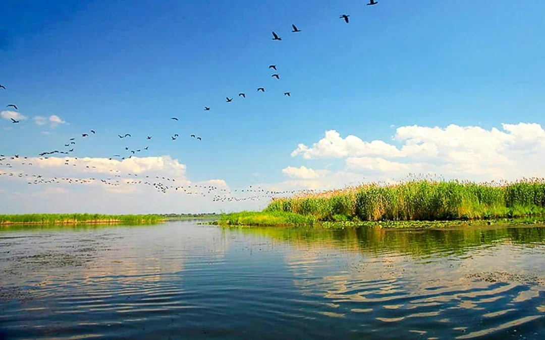From Bucharest: Danube Delta Small-Group Guided Tour with Private Speedboat & Hotel Transfers Image 3