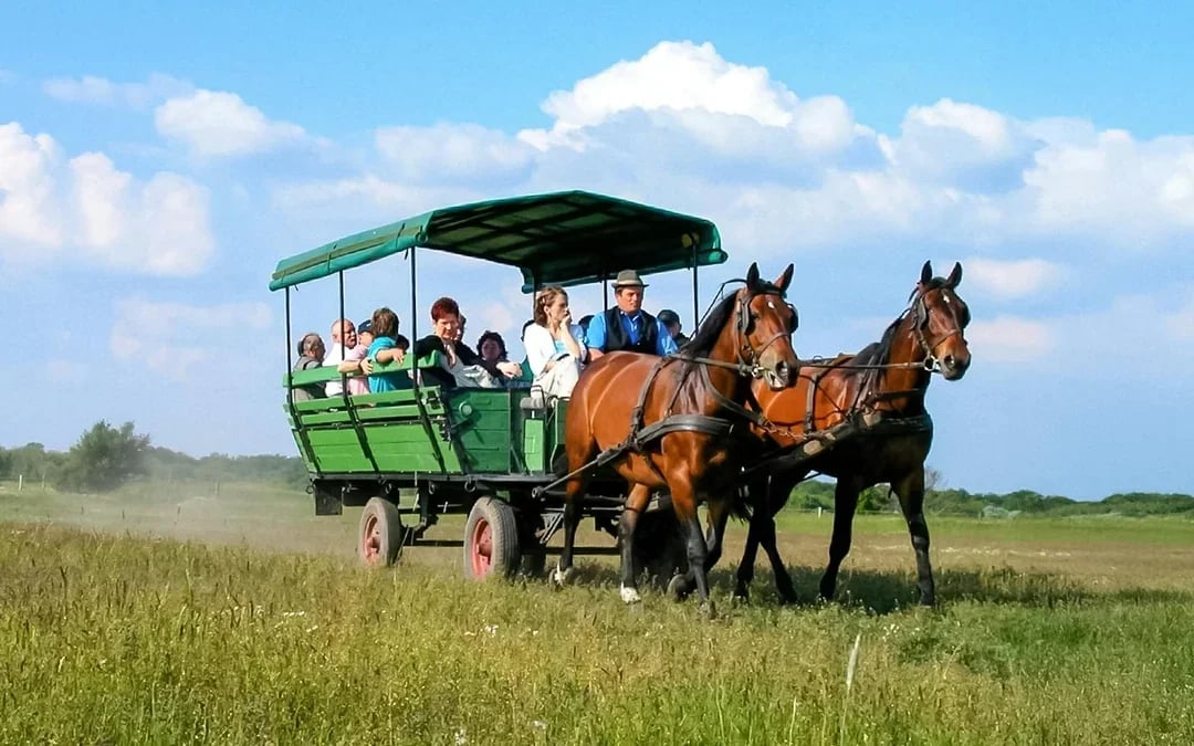 From Budapest: Kecskemet with Traditional Horse Show Day Trip
Image 2