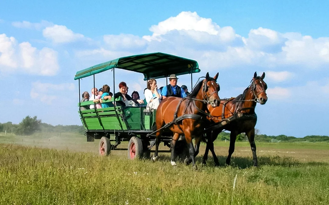 From Budapest: Kecskemet with Traditional Horse Show Day Trip
 Image 2