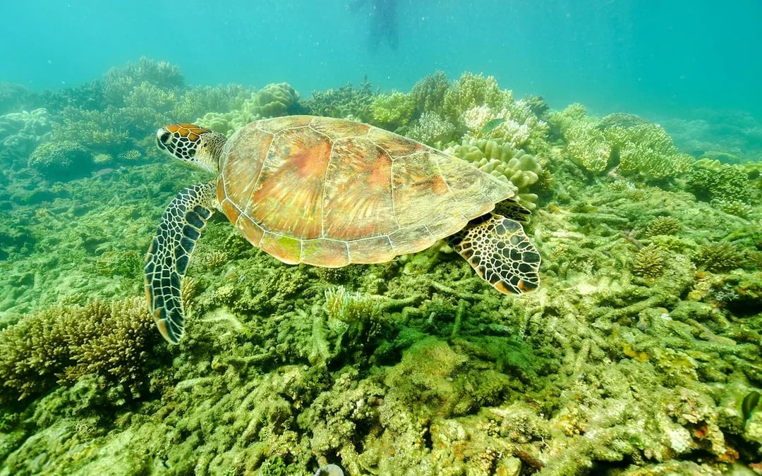 From Cairns: 2 Islands in 1 Day Trip of Fitzroy & Green Islands Image 9