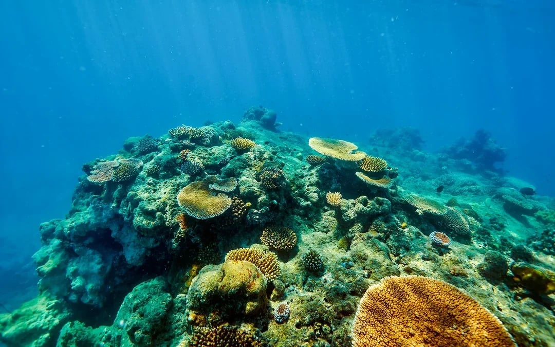 From Cairns: 2 Islands in 1 Day Trip of Fitzroy & Green Islands Image 10