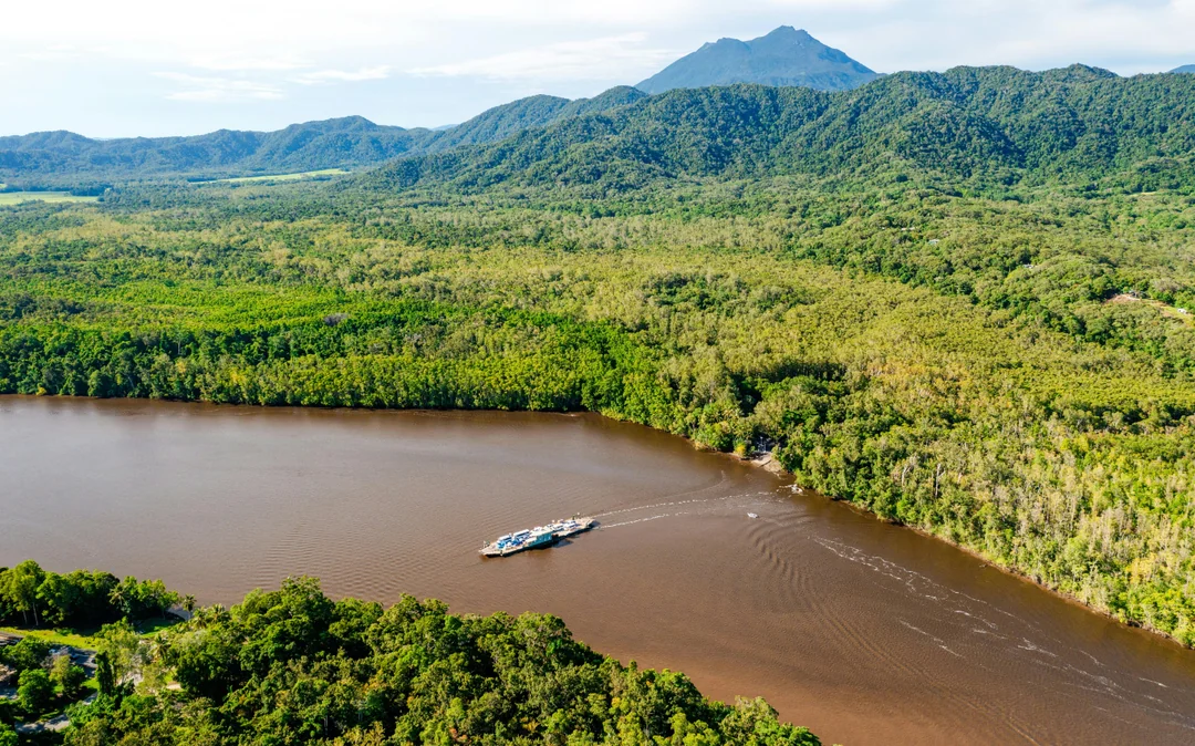 From Cairns/ Port Douglas: Full Day Tour of Daintree, Mossman Gorge & Cape Tribulation with Lunch & River Cruise Image 2