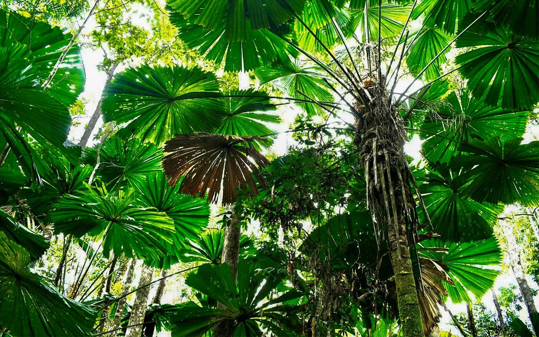 From Cairns/ Port Douglas: Full Day Tour of Daintree, Mossman Gorge & Cape Tribulation with Lunch & River Cruise Image 12